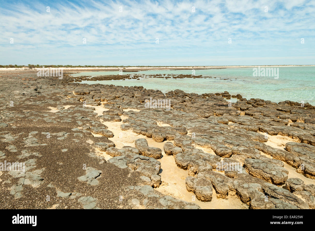 Stromatolithen Hamelin Bay, Shark Bay Marine Park, WA, Australien Stockfoto