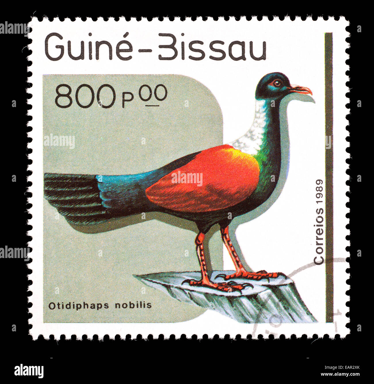 Briefmarke aus Guinea-Bissau abbildenden Fasan Taube (Otidiphaps Nobilis) Stockfoto