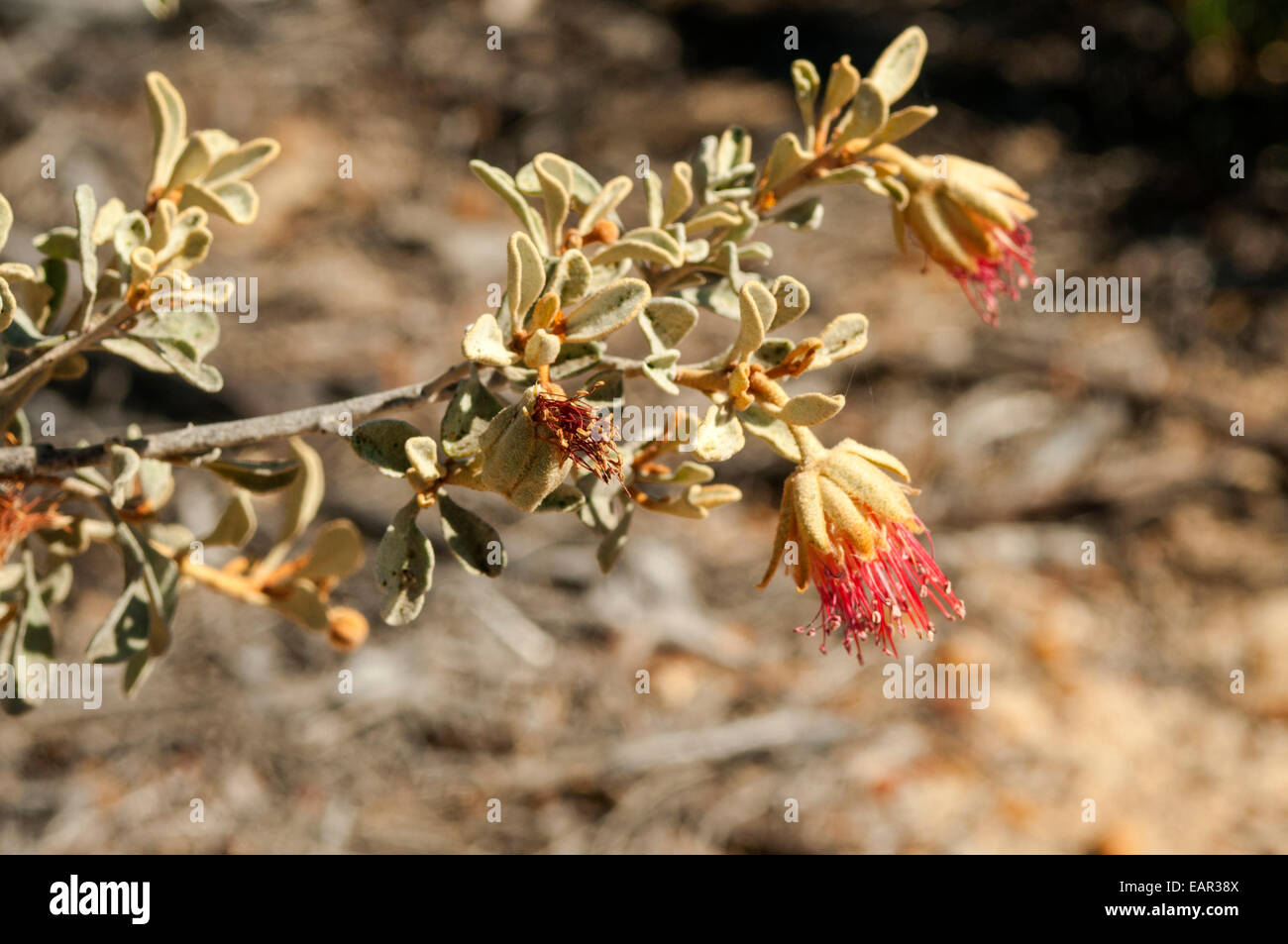 Diplolaena Mollis, pelzigen Diplolaena in Kalbarri NP, WA, Australien Stockfoto