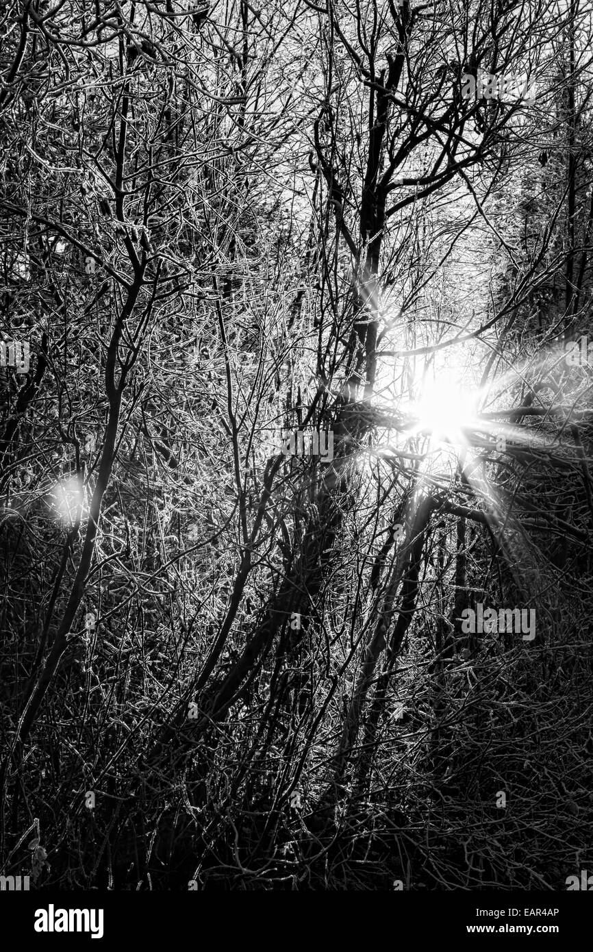 Sunburst durch mattierte Bäume in einem Birkenwald von Alaska. Stockfoto