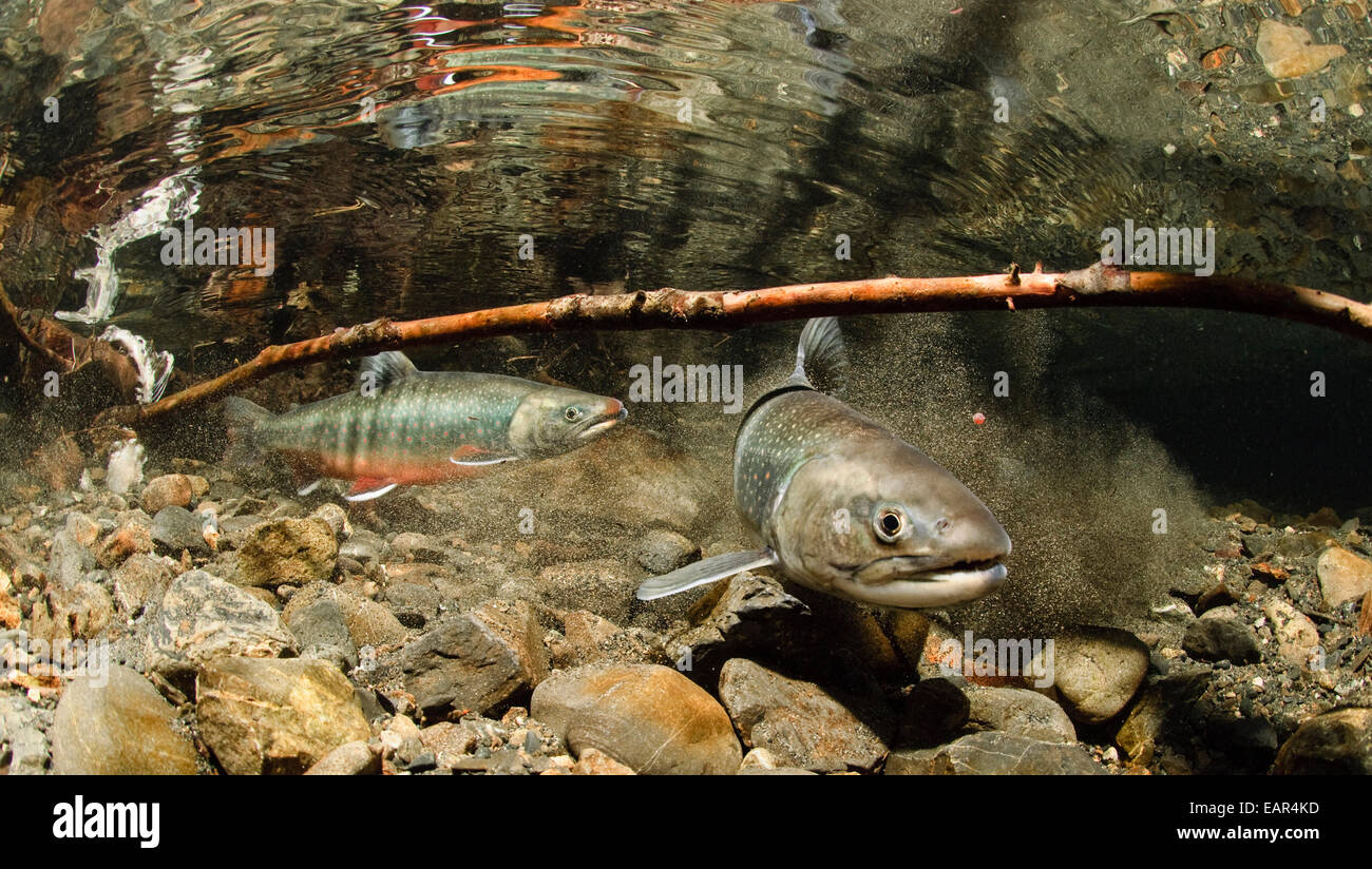 Alaska, Power Creek, Dolly Varden Forelle Stockfoto