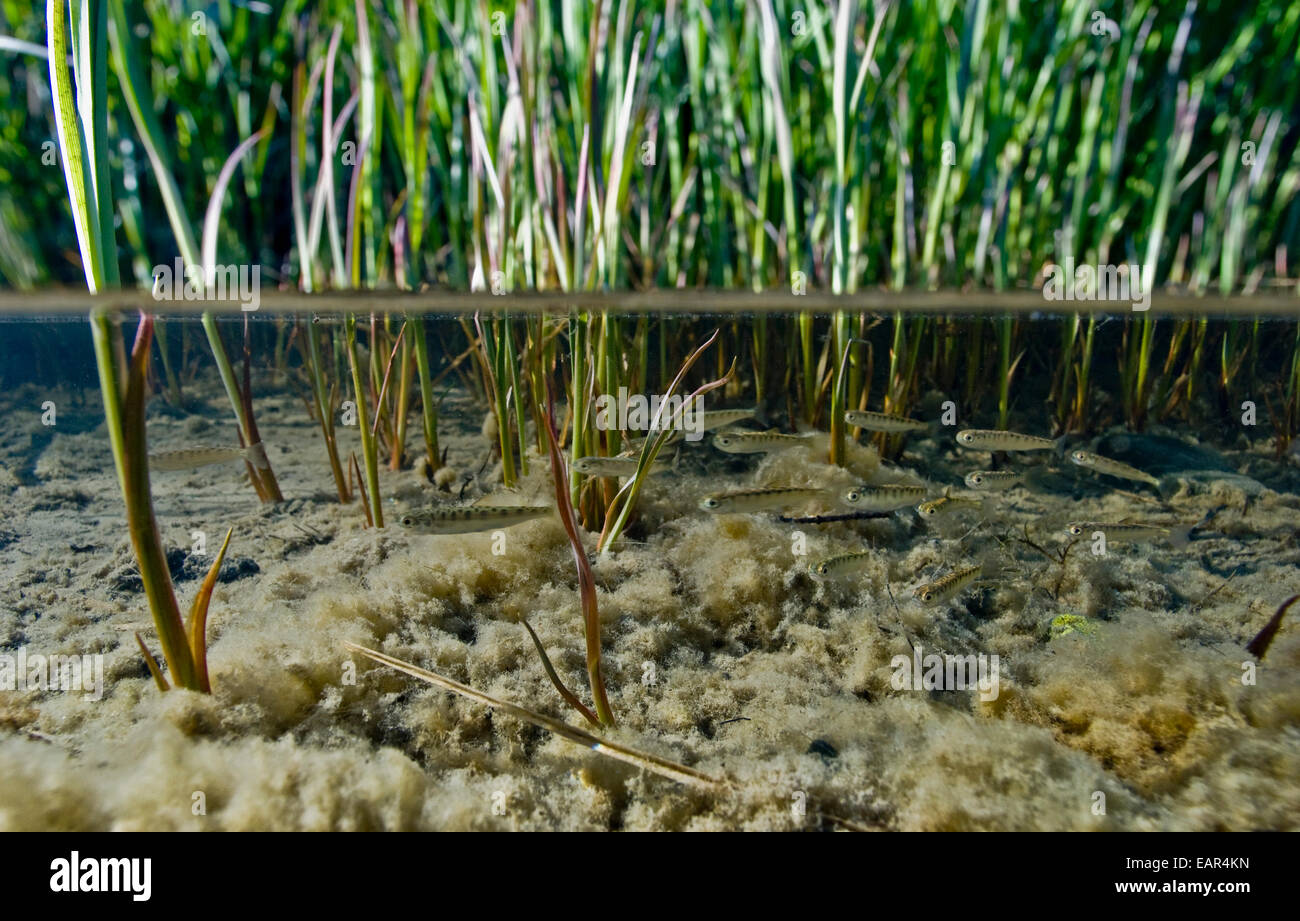 Ebene Oberflächenansicht von Chum Salmon Fry Migration auf das Meer von Lebensraum Süßwasser Natal Hartney Bay, Alaska Stockfoto