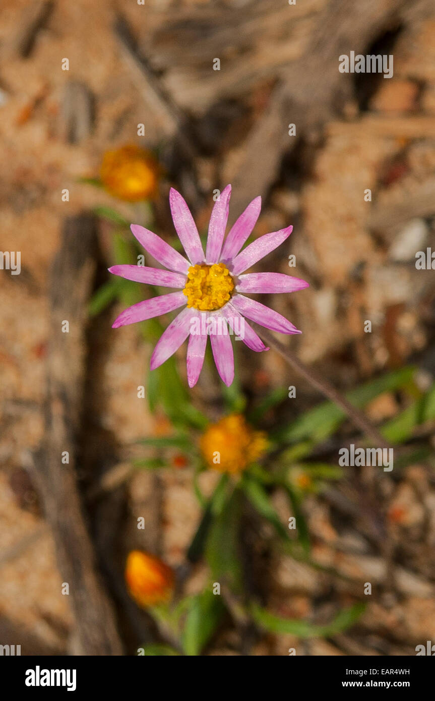 Olearia Stuartii, Stuarts Daisy Bush in Kalbarri NP, WA, Australien Stockfoto