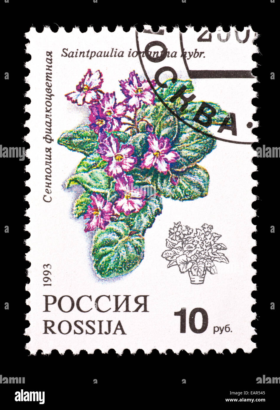 Briefmarke aus Russland mit einer African Violet (Saintpaulia Ionantha) Stockfoto