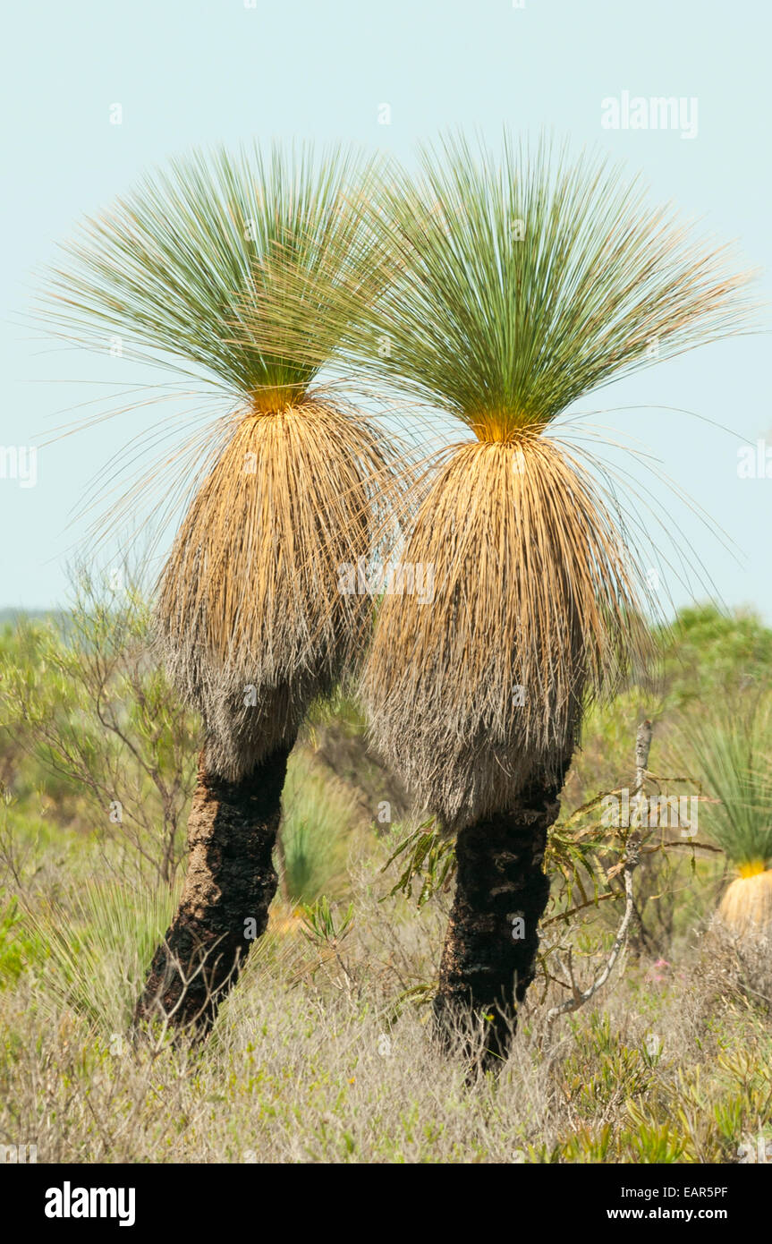 Xanthorrhoea Johnsonii, Grasbäume in Kalbarri NP, WA, Australien Stockfoto