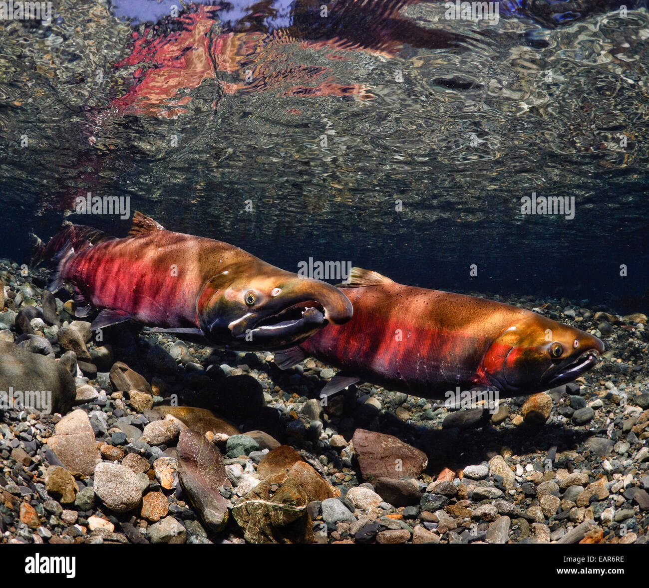 Gepaart mit weiblichen Aushub eine Redd, Power Creek, Copper River Delta, Prinz-William-Sund, Yunan Alaska Lachs Coho Stockfoto