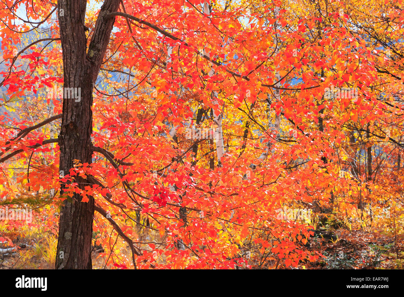 Herbstlaub, Präfektur Nagano, Japan Stockfoto