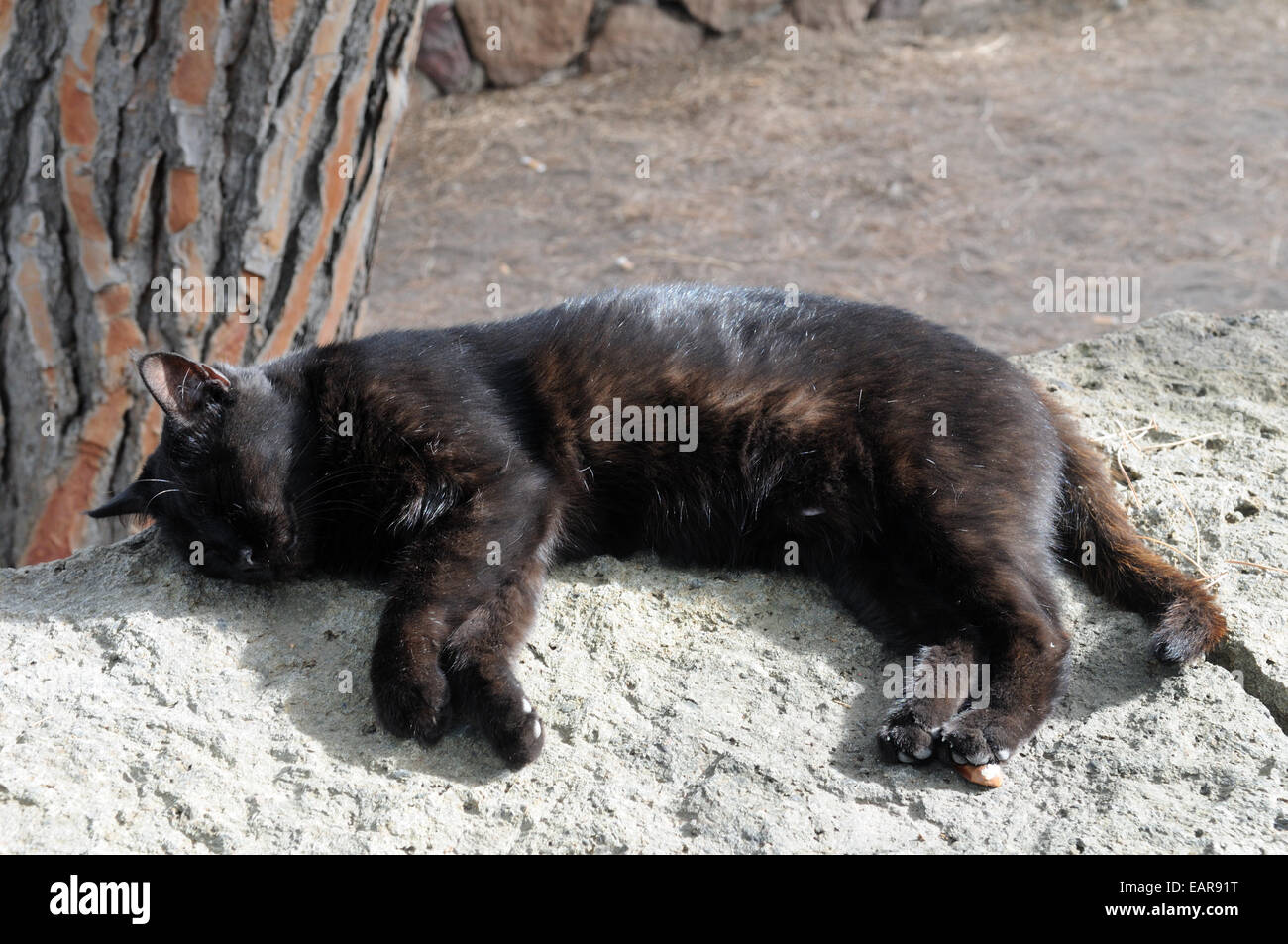 Schwarze Katze schläft auf einem Grab Lipari Insel Sizilien Italien Stockfoto