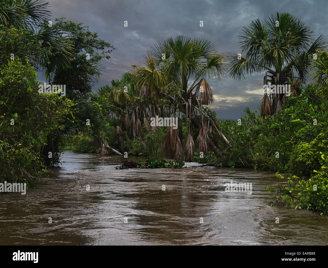 Morgendämmerung in den Dschungeln des Orinoco. Stockfoto