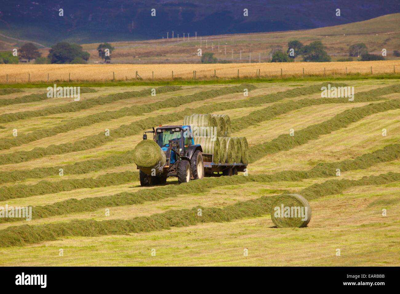 Zugmaschine und Anhänger, die Transport von Heu Bails. Eden-Tal, Cumbria, England, UK. Stockfoto