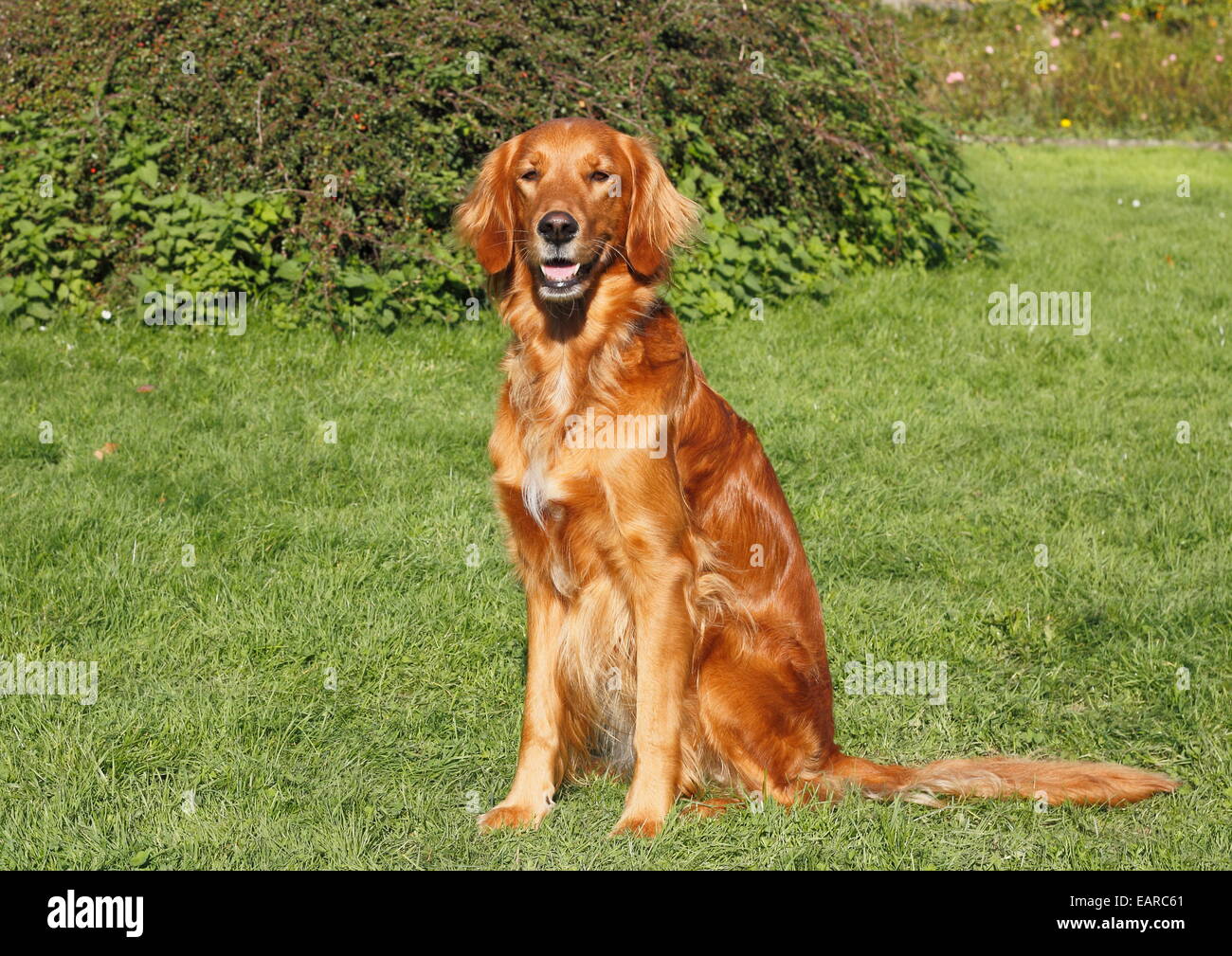 Golden Retriever, Irish Red Setter Mischling, Hündin, 4 Jahre Stockfotografie Alamy