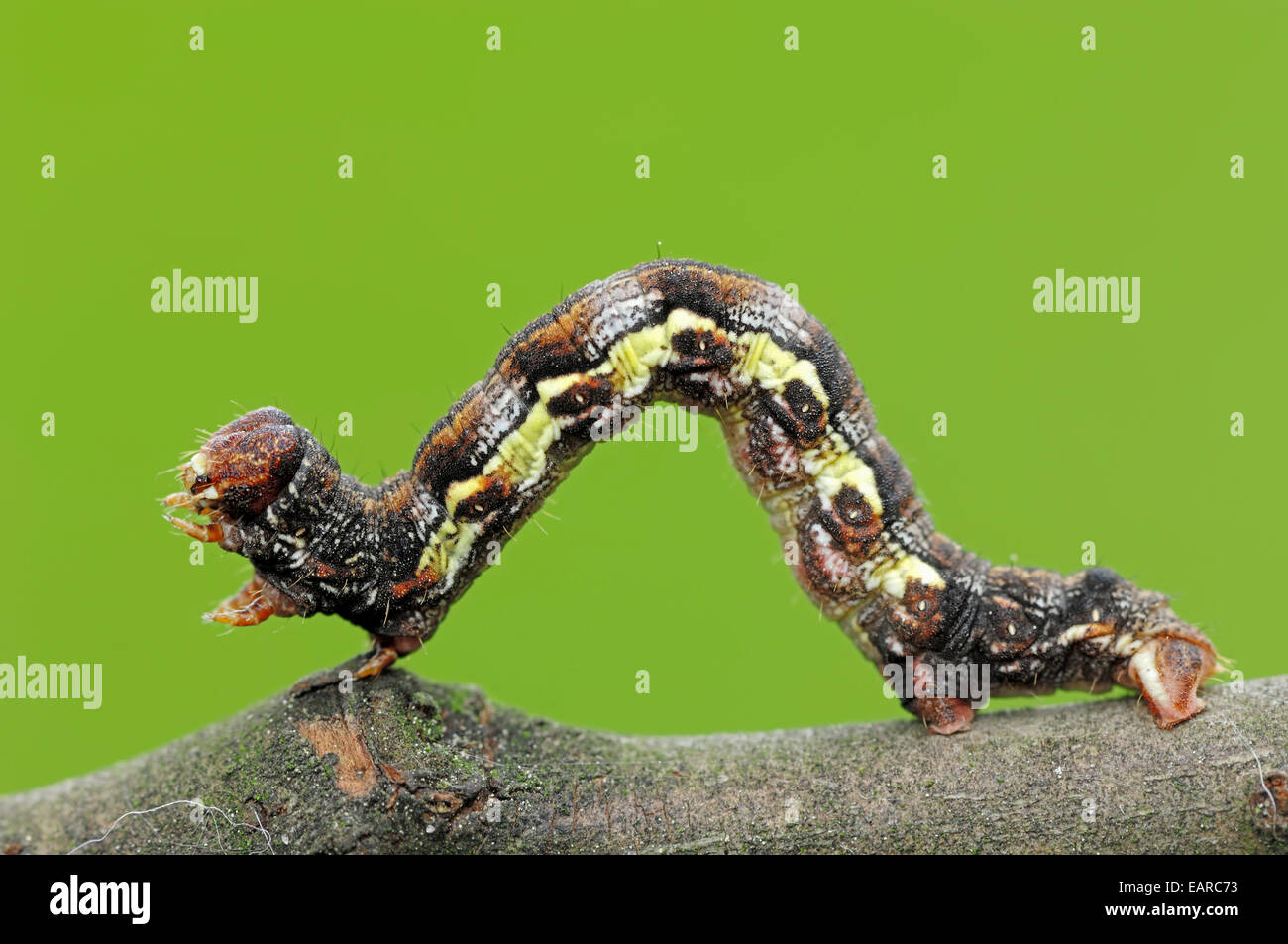 Raupe, fleckige Umbra (Erannis Defoliaria), North Rhine-Westphalia, Germany Stockfoto