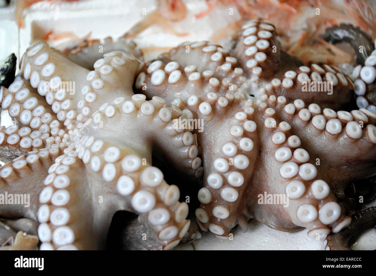 Oktopus zum Verkauf auf dem Markt, Agios Nikolaos, Kreta, Griechenland Stockfoto