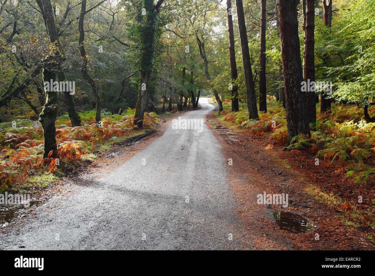 Bolderwood Arboretum Zierpflanze Fahrt, Herbst. New Forest Nationalpark. Hampshire. England. VEREINIGTES KÖNIGREICH. Stockfoto