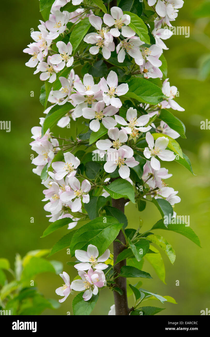 Zierapfel Toringo oder Siebold Zierapfel (Malus Sieboldii), Zweig mit Blüten und Blättern, Sachsen, Deutschland Stockfoto