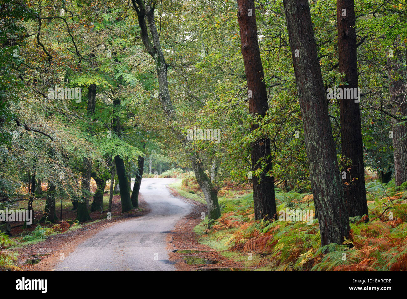 Bolderwood Arboretum Zierpflanze Fahrt, Herbst. New Forest Nationalpark. Hampshire. England. VEREINIGTES KÖNIGREICH. Stockfoto