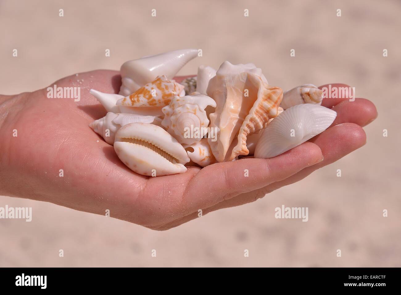 Frau Hand mit Muscheln, Sansibar, Tansania Stockfoto