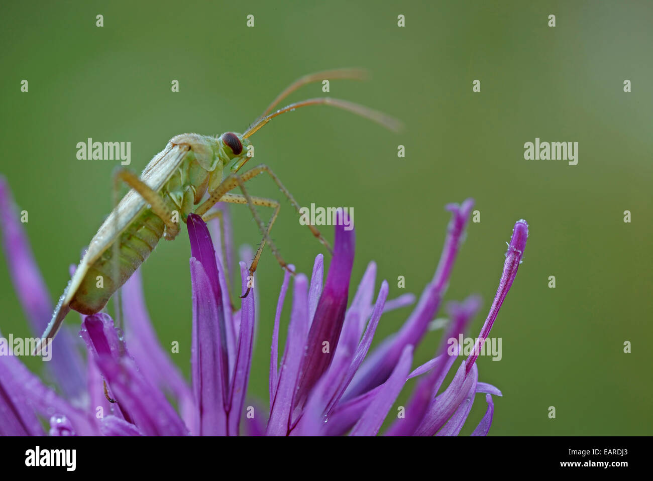 Alfalfa-Pflanze-Bug (Adelphocoris Lineolatus), Hessen, Deutschland Stockfoto