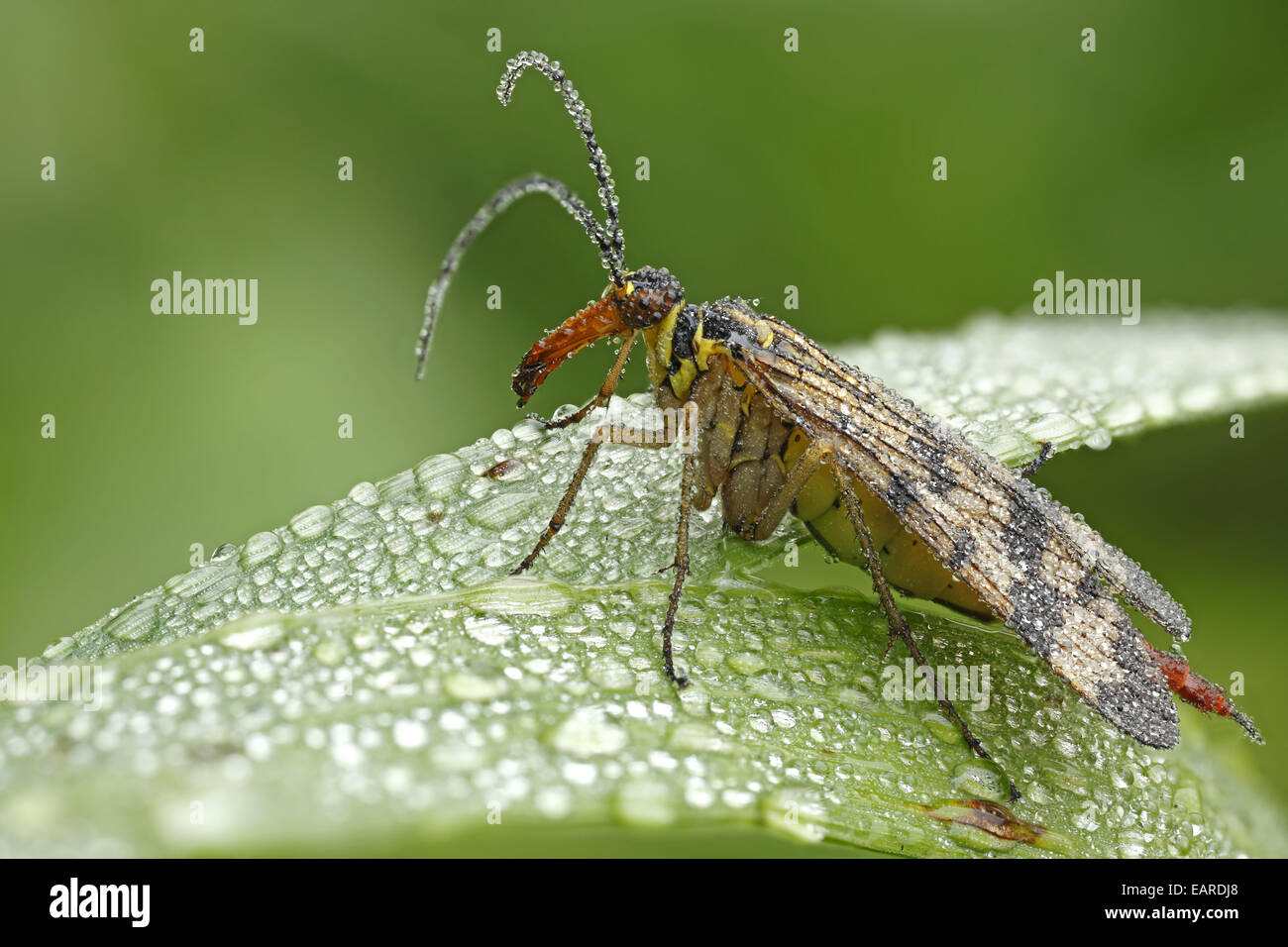 Gemeinsame Scorpionfly (Panorpa Communis), Weiblich, Hessen, Deutschland Stockfoto