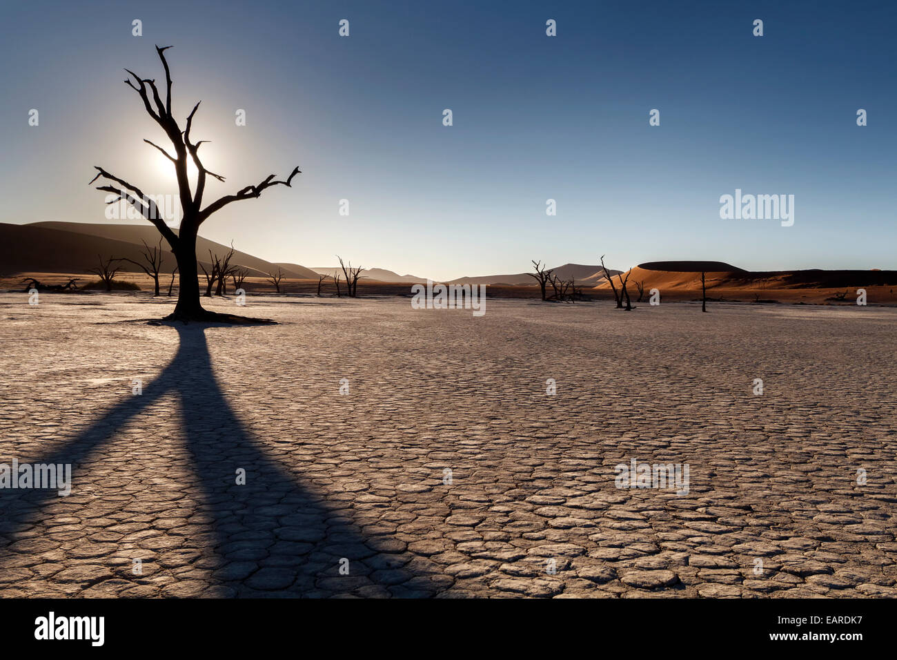 Toter Baum gegen Sonne, Deadvlei, Sossusvlei, Namib-Naukluft-Park, Namib-Wüste, Namibia Stockfoto