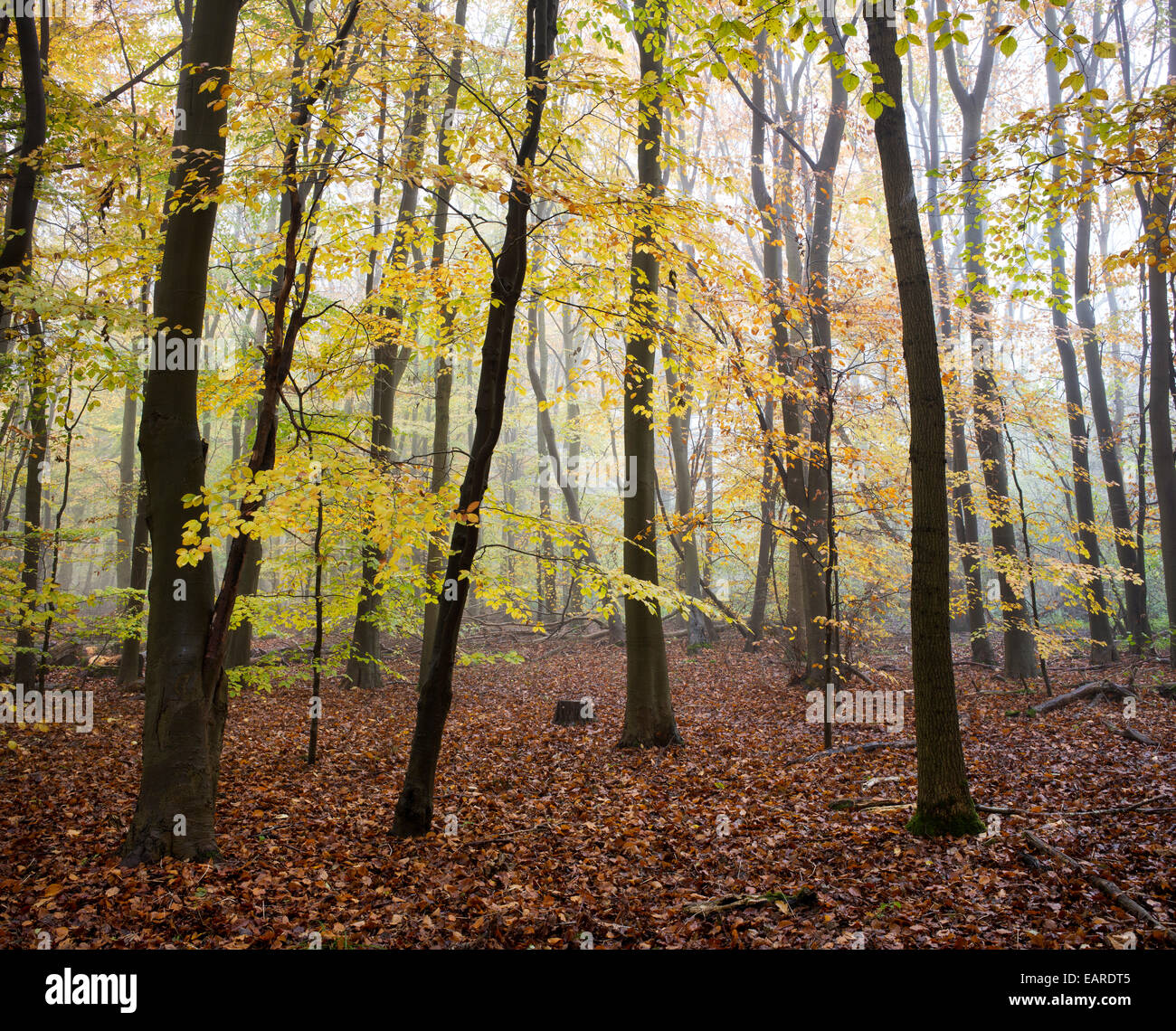 Nebligen Herbst Buche Bäume in einem englischen Waldgebiet Stockfoto