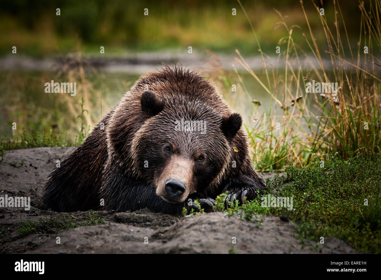 Grizzly Bär (Ursus Arctos Horribilis) auf dem Boden liegend, Valdez, Alaska, Vereinigte Staaten von Amerika Stockfoto