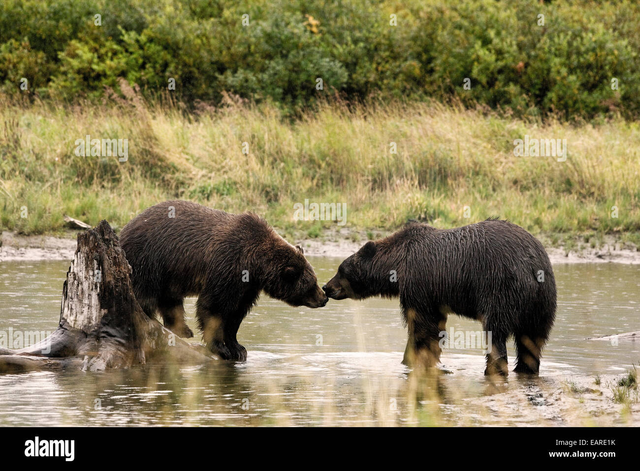Grizzlybären (Ursus Arctos Horribilis) schnüffeln einander, Valdez, Alaska, Vereinigte Staaten von Amerika Stockfoto