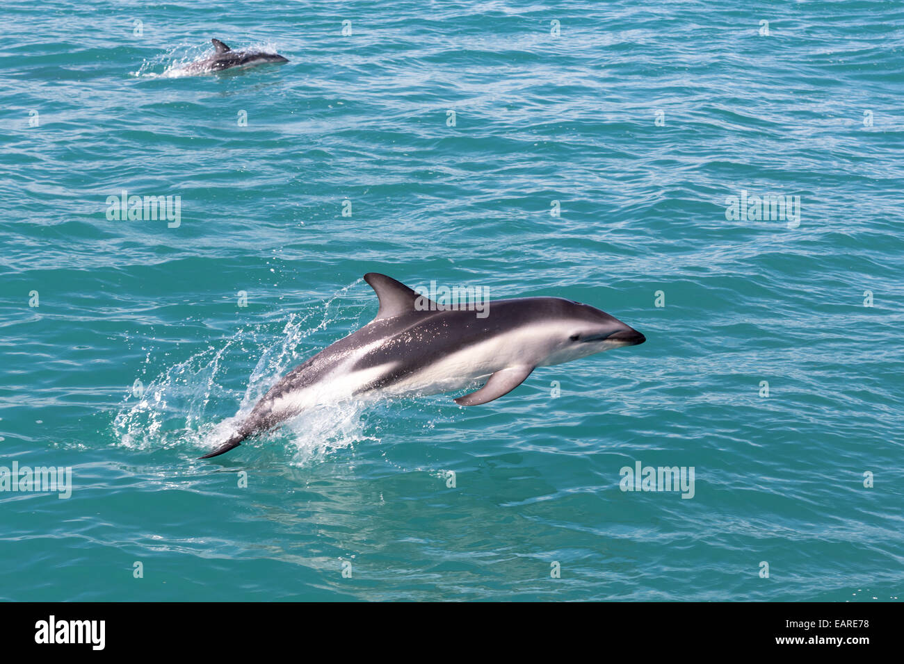 Hector Delfin (Cephalorhynchus Hectori) springen aus dem Wasser, Ferniehurst, Canterbury Region, Neuseeland Stockfoto