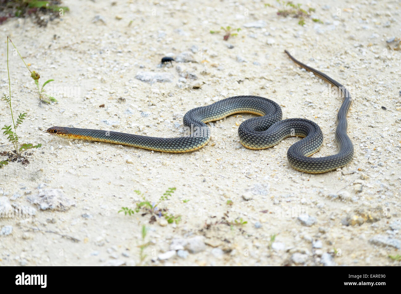 Caspian Whipsnake (Dolichophis Caspius), Jagd, Region Pleven, Bulgarien Stockfoto