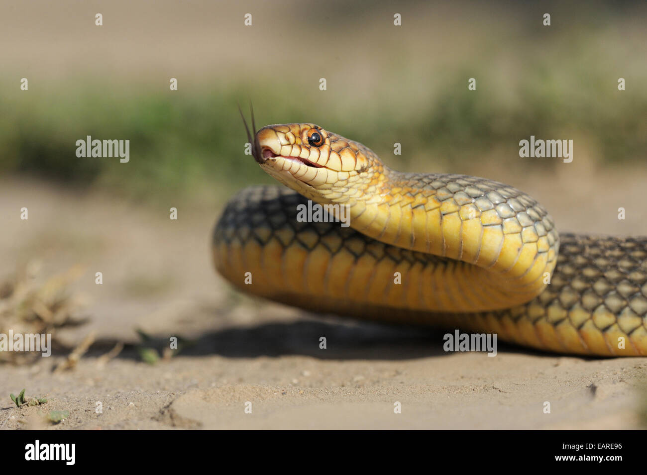 Caspian Whipsnake (Dolichophis Caspius), stechen, seine Zunge, Region Pleven, Bulgarien Stockfoto