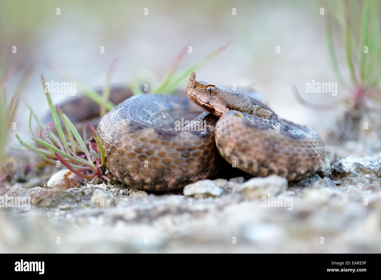 Hornotter (Vipera Ammodytes), Weiblich, Region Pleven, Bulgarien Stockfoto