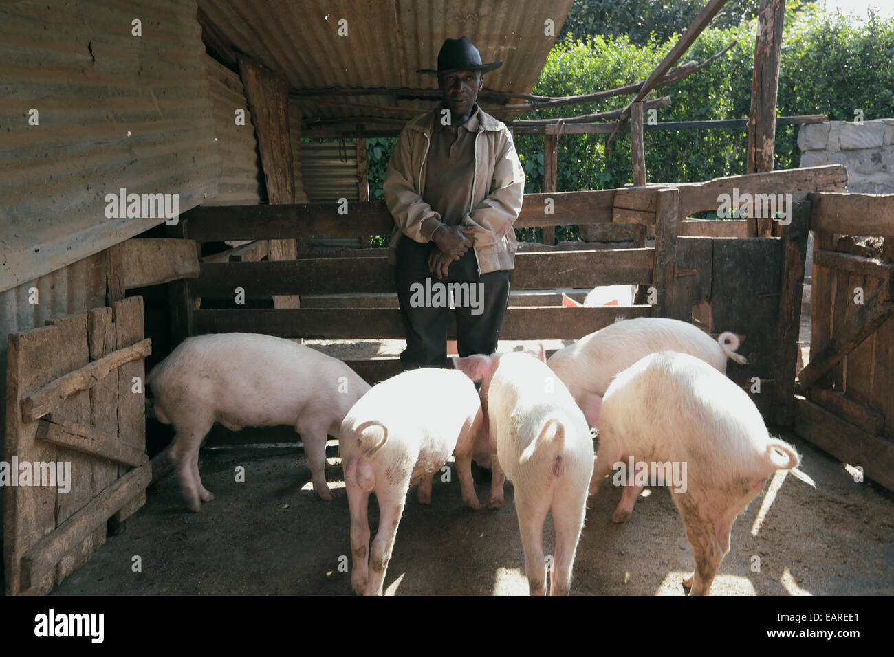 Ein kenianischer Bauer in seinem Schwein-Stall auf einen kleinen landwirtschaftlichen Betrieb in einem Vorort von Nairobi, Kenia. Stockfoto