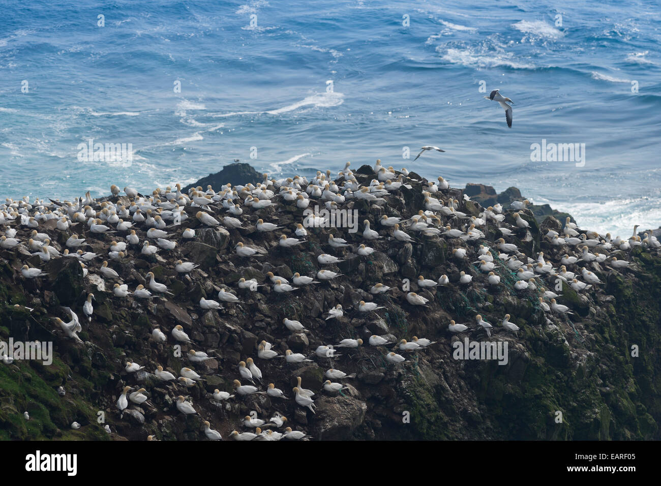 Tölpelkolonie, Basstölpel (Morus Bassana), Mykines, Färöer, Dänemark Stockfoto