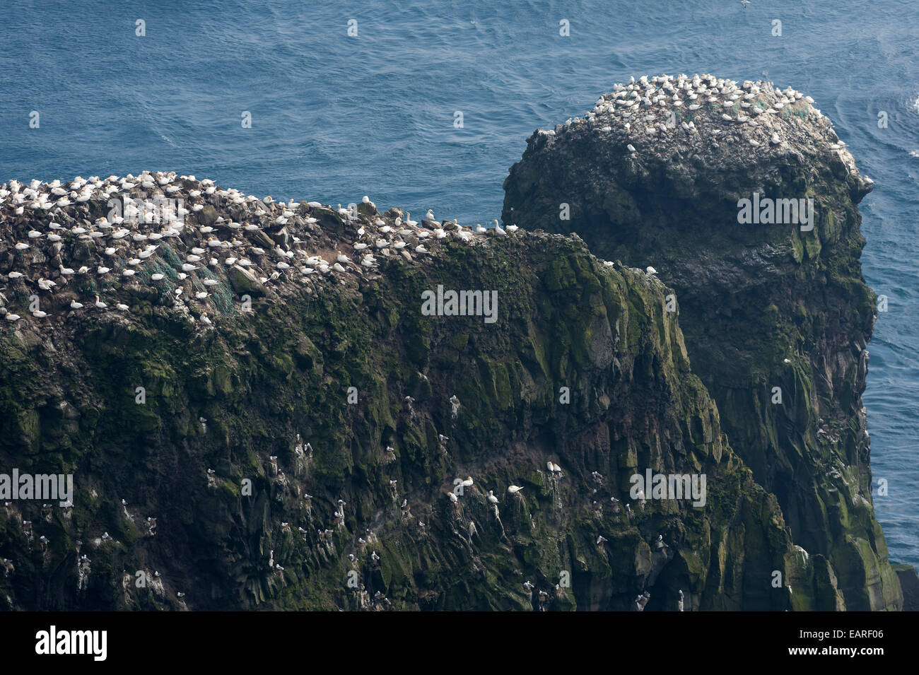 Tölpelkolonie, Basstölpel (Morus Bassana), Mykines, Färöer, Dänemark Stockfoto