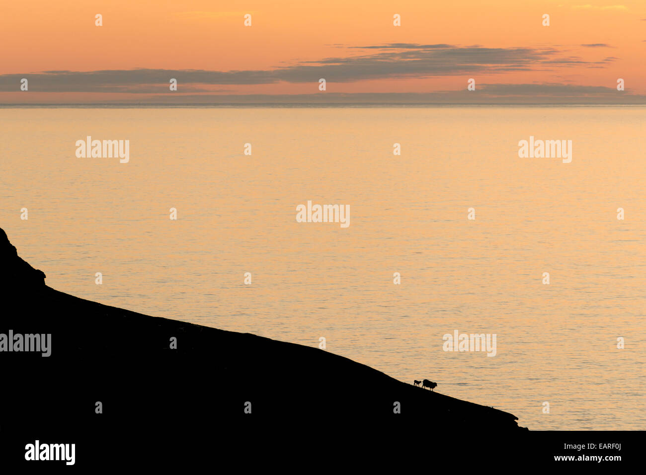 Silhouette von einem Gebirgskamm mit Schafen vor dem Meer, Dänemark, Färöer Inseln, Kalsoy, Norðoyar Stockfoto