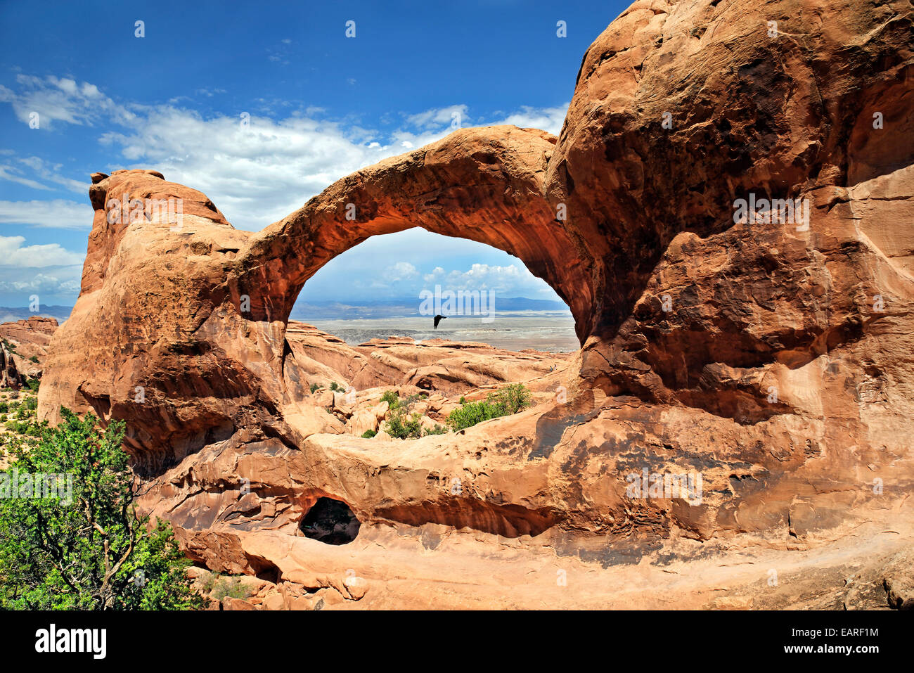 Double O Arch mit einem Raben fliegen in der Mitte des Bogens, Arches-Nationalpark, in der Nähe von Moab, Utah, USA Stockfoto