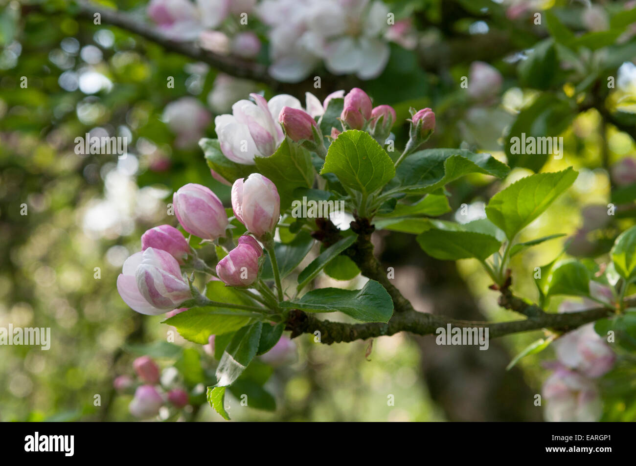 Newton Wunder Apfelblüte im alten Obstgarten Stockfoto