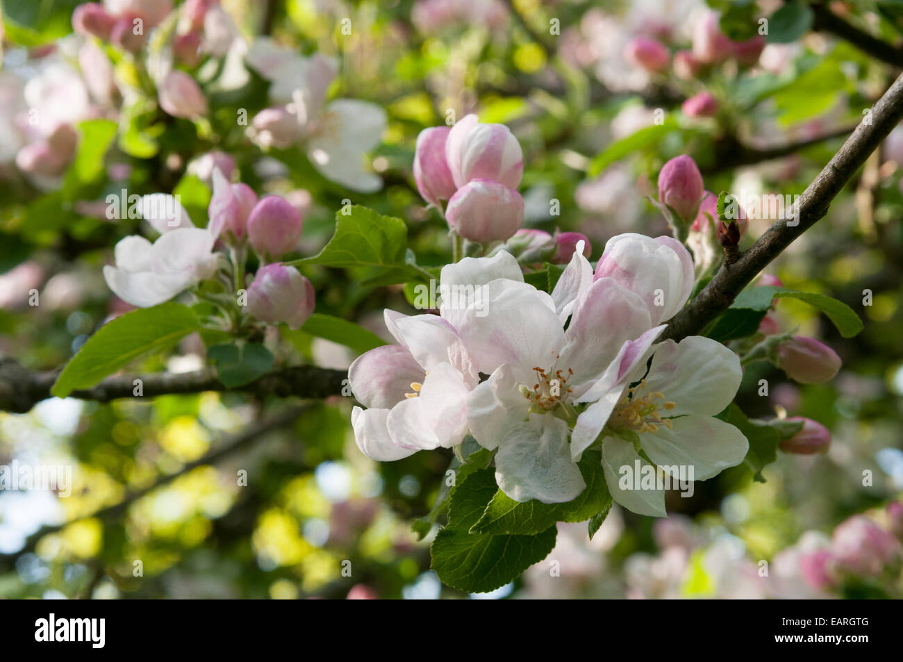 Frage mich, Newton Apfelblüte im alten Obstgarten Stockfoto