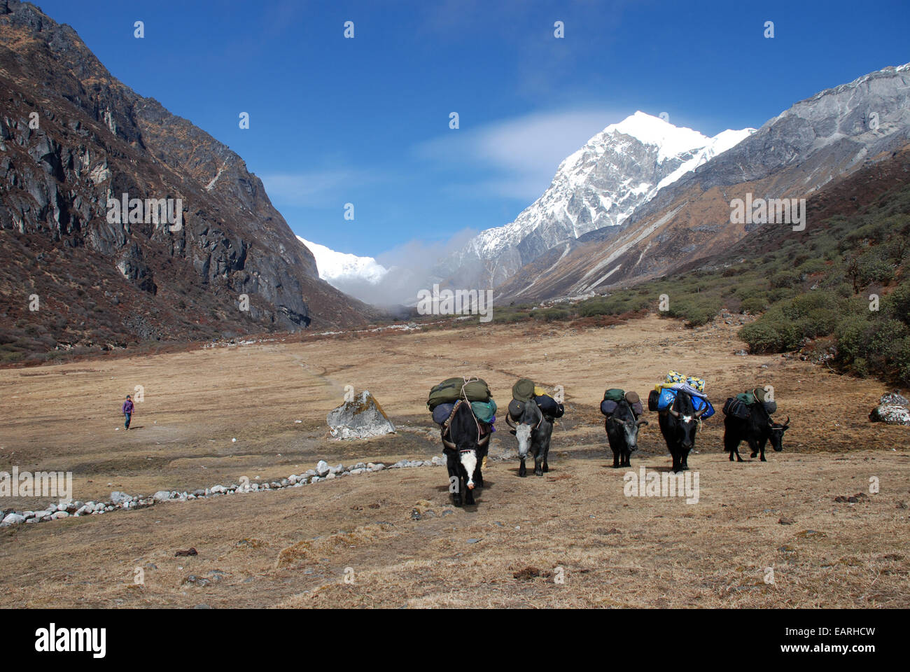 Yaks tragen Lasten durch die Weidefläche am Thangshing unterhalb der südlichen Grat des Kangchendzönga Stockfoto
