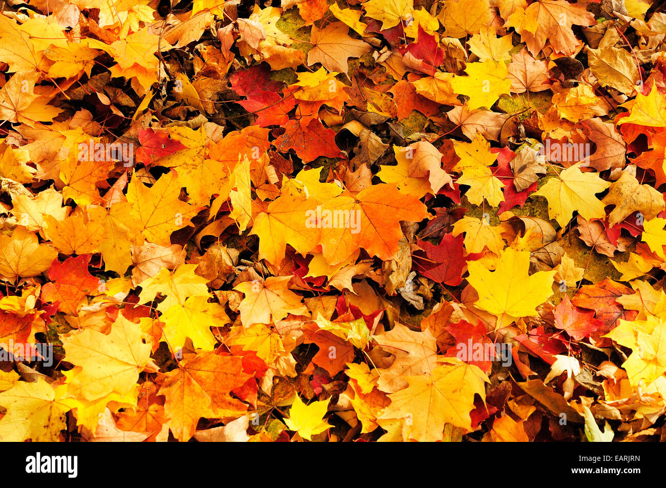 Abstrakte Haufen von Herbst Ahorn Blätter Boden. Stockfoto