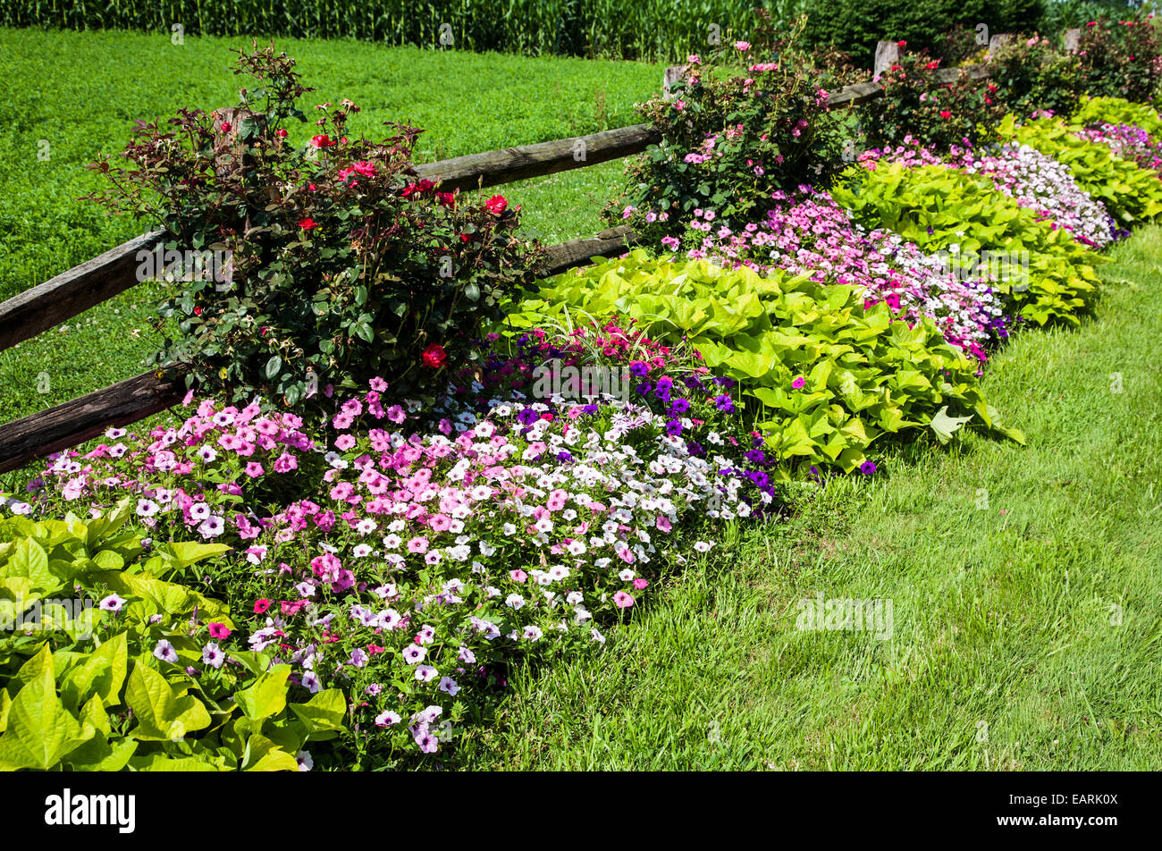 Bunte Gartenblumen aus Petunien, Süßkartoffelrebe und Rosen auf einem Rosenbüsch, Garten-Grenzzaunreihe in Pennsylvania, USA, einjährige Grenze Stockfoto