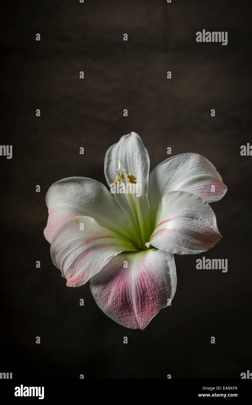 Weiße Lilie Blume mit dunklem Hintergrund Stockfoto