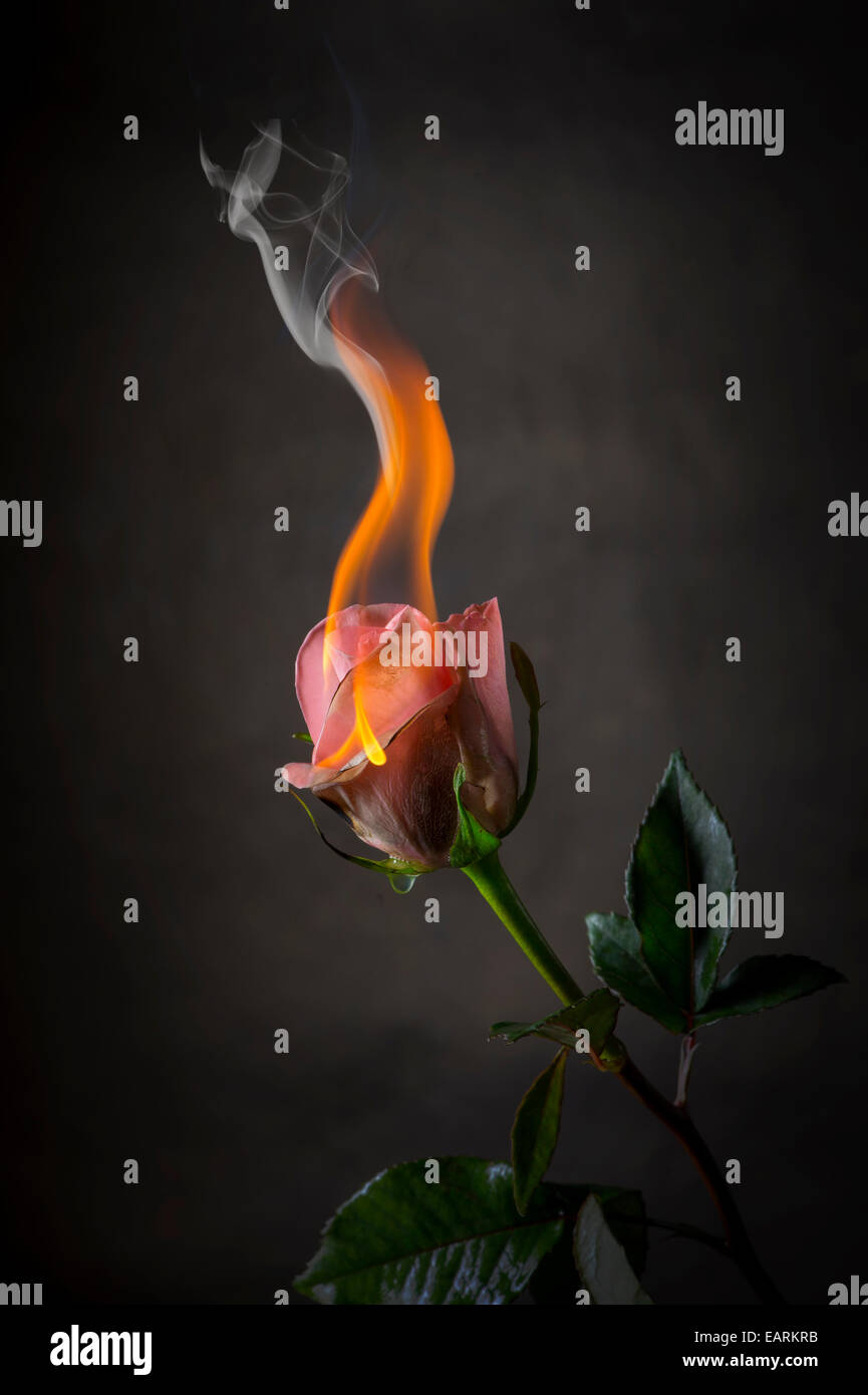 Rosa Rose auf Feuer, flammende Blume Stockfoto