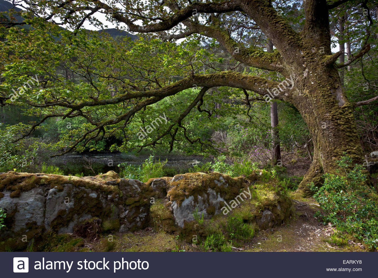 Eine majestätische alte Eiche auf das Muckross-Anwesen. Stockfoto