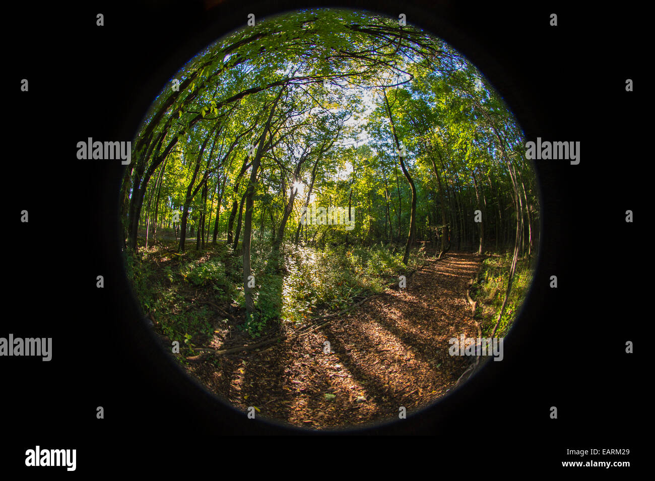 Waldweg, Fisheye-Objektiv Stockfoto