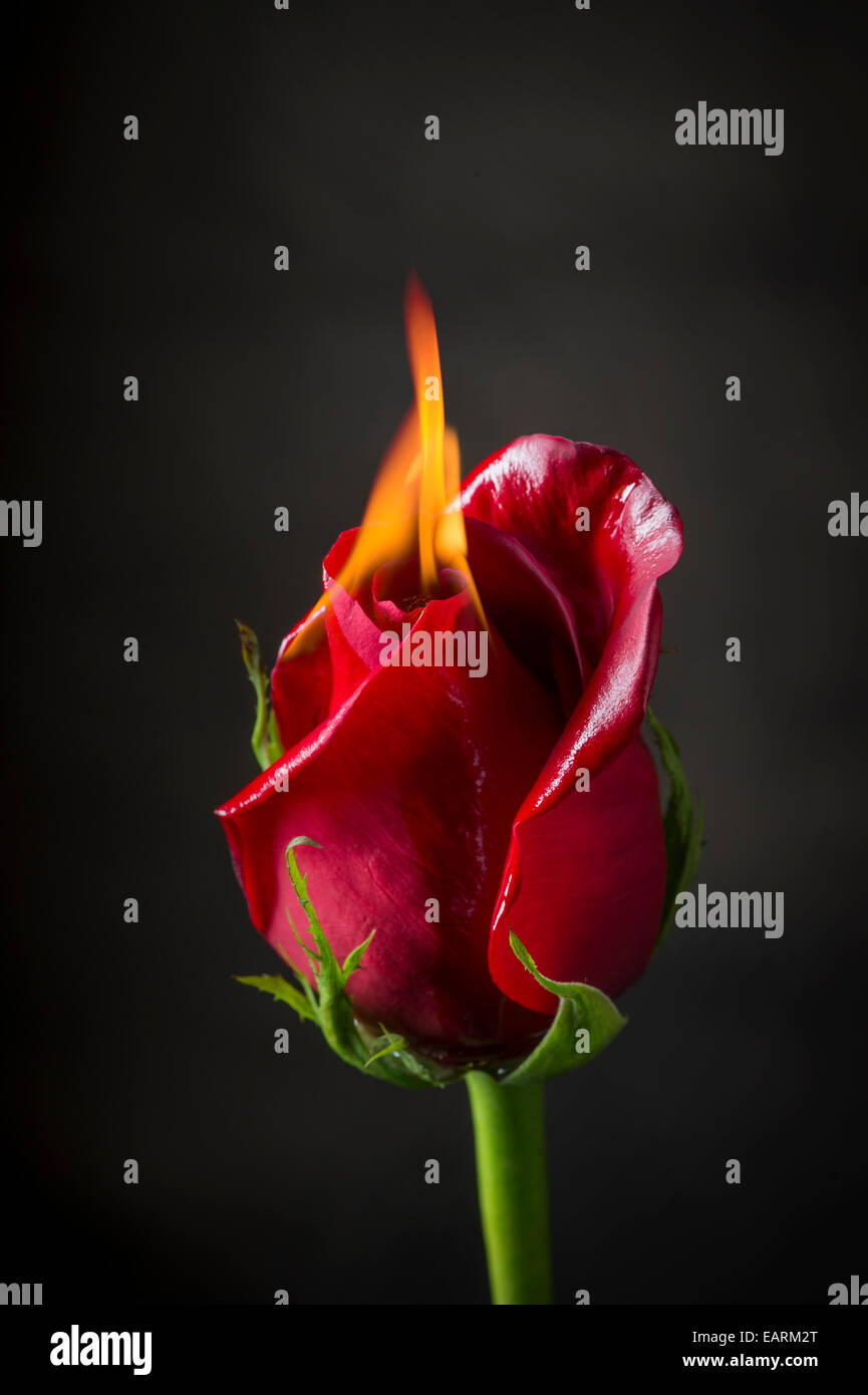 Rote Rose auf dem Feuer, flammende Blume Stockfoto