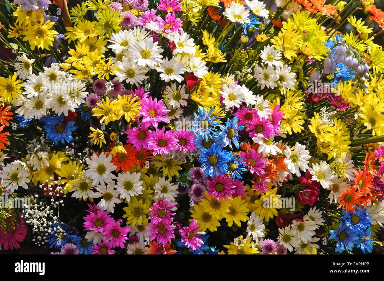 Blumen von umliegenden Bergen für die Silleteros Parade gedacht. Stockfoto