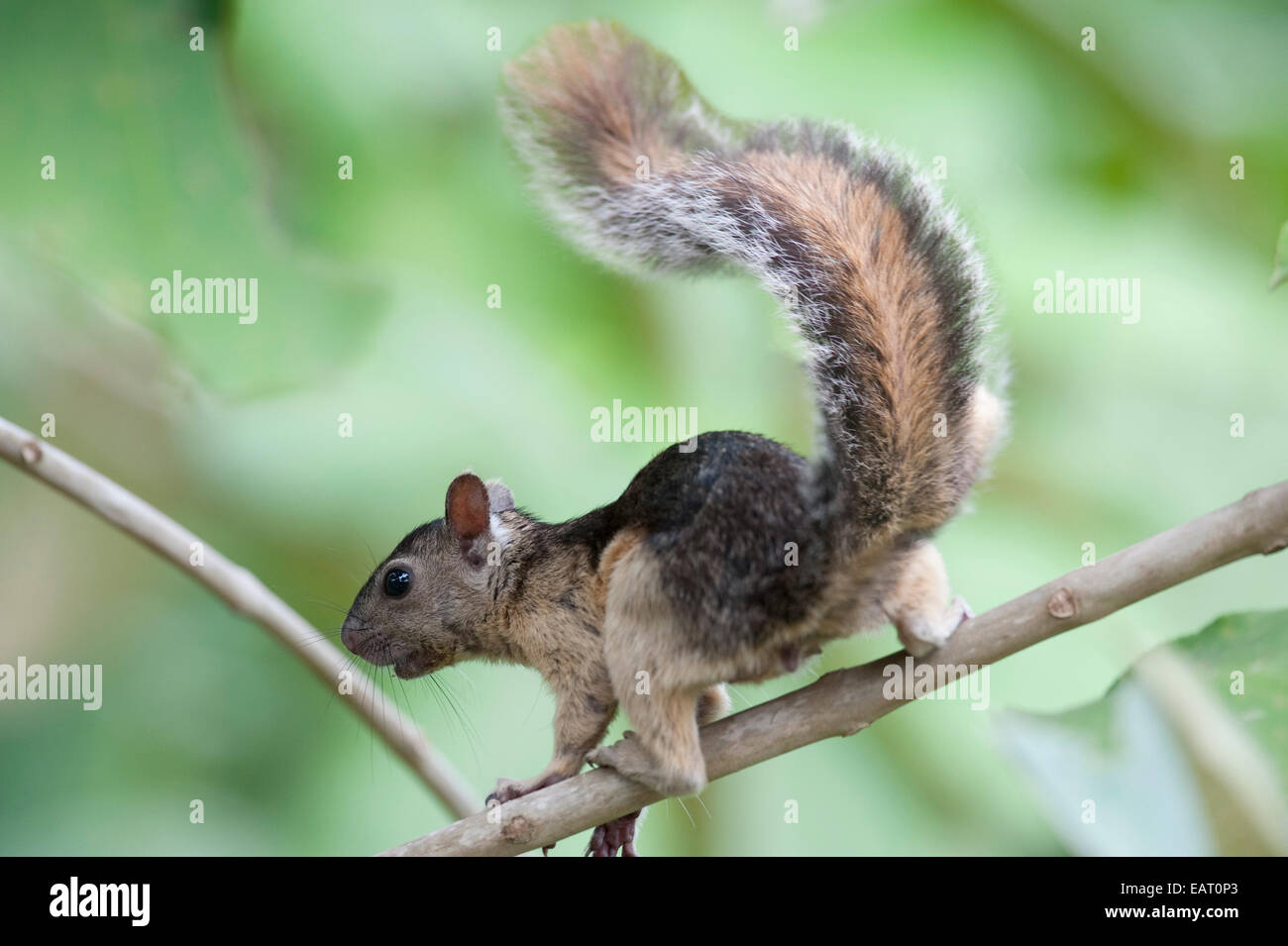 Montane Eichhörnchen Syntheosciurus Brochus Panama Stockfoto