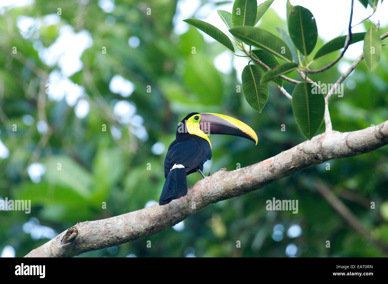 Kastanien Mandibled Toucan Ramphastos Swainsonii Panama Stockfoto