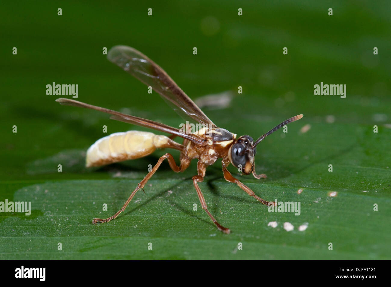 Nächtliche Papier oder Polistine Wespe Apoica Pallens Panama Stockfoto